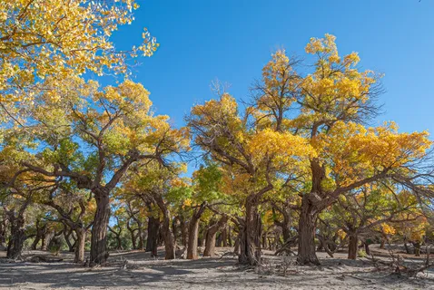 额济纳旗胡杨