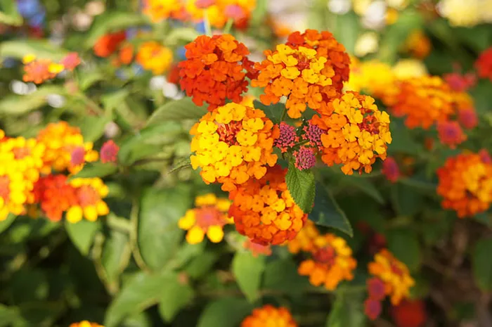 花朵 花束 植物 素材 (106)