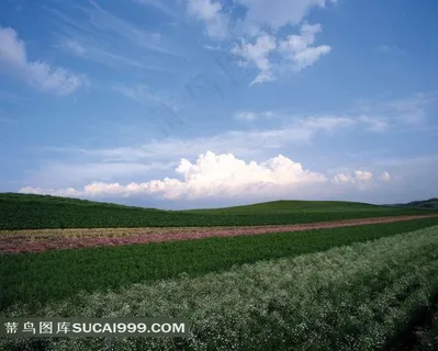 陆地旷野道道绿地花朵