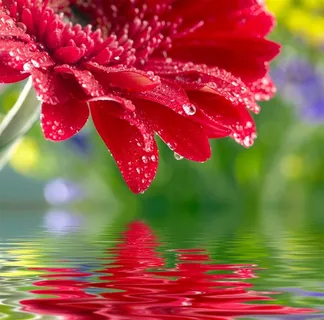 红花的水中倒影 红花的水中倒影