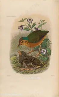 高清唯美牵牛花与喂食的小鸟油画图片