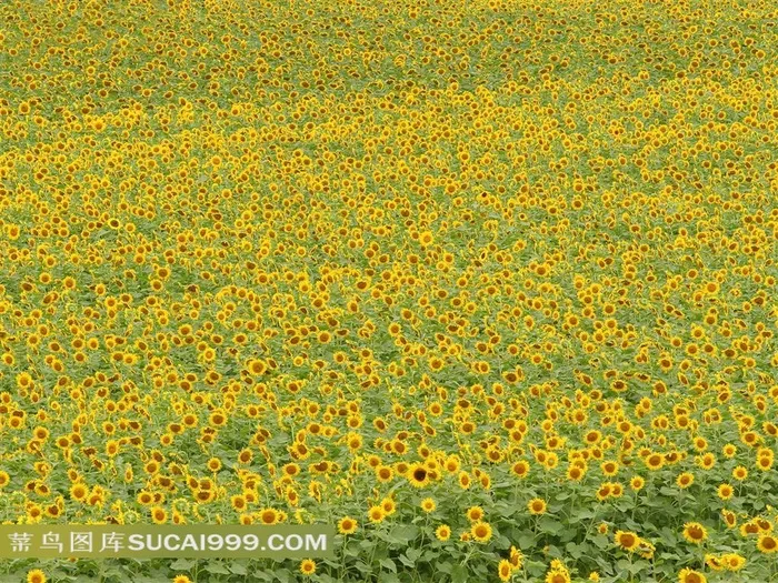 向日葵花田迷人风景