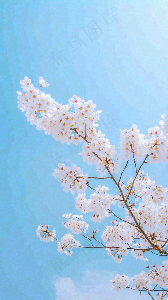 春天开满花朵的树冠仰拍蓝色天空，立春，春分摄影图(816x1456)