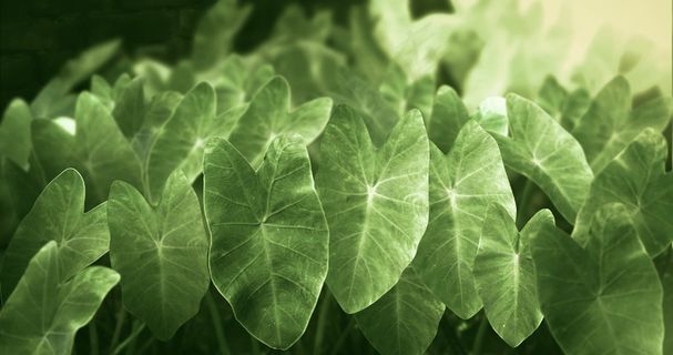 热带雨林植物图片