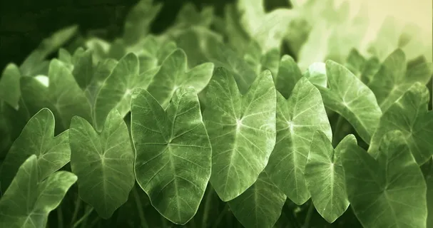 热带雨林植物图片 热带雨林植物图片