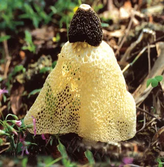 蘑菇香菇金针菇杂菇菌类美食素菜