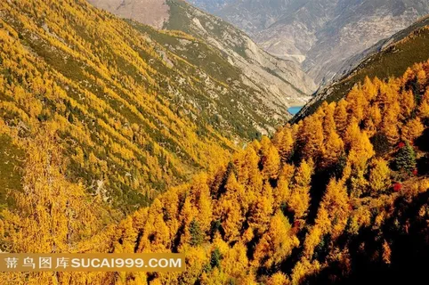 四川阿坝夹金山森林风景素材 四川阿坝夹金山森林风景素材