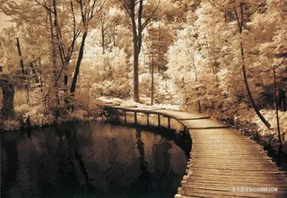 公园树林美景油画