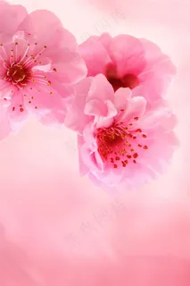 唯美樱花鲜花图片 唯美樱花鲜花图片