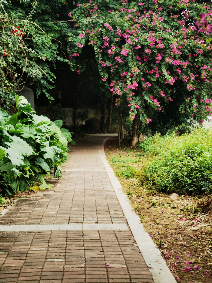 处暑唯美小清新花开小径