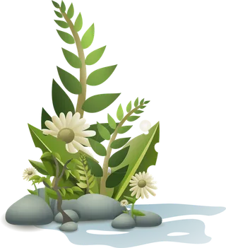 花朵 植物 花园 树叶 草 绿化 叶子 盛开 开花