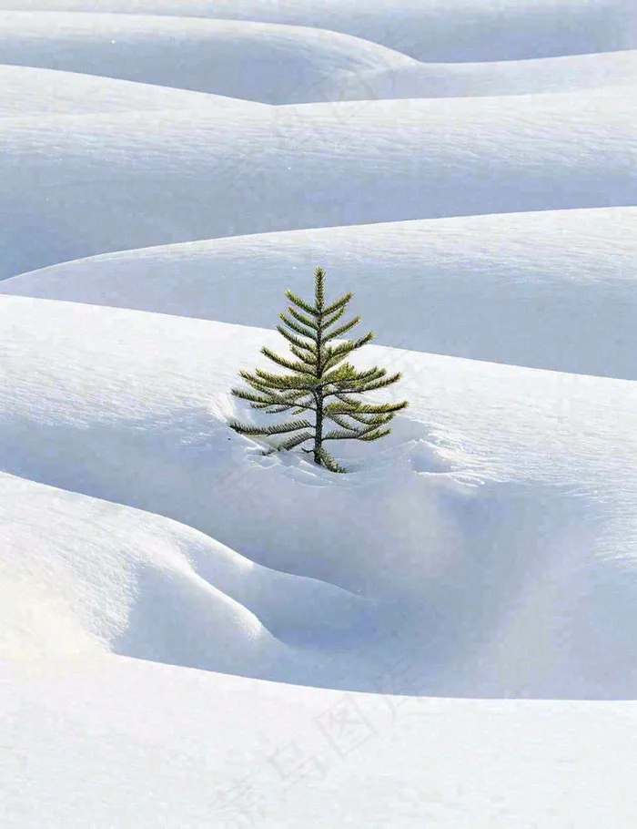 冬天意境简约松树雪地，立冬冬至小雪大雪小寒大寒(960x1248)