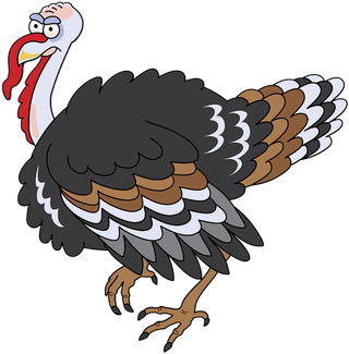 火鸡素材养殖现代农业