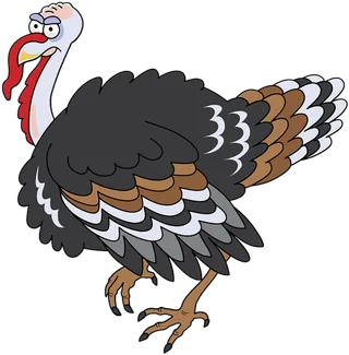 火鸡素材养殖现代农业