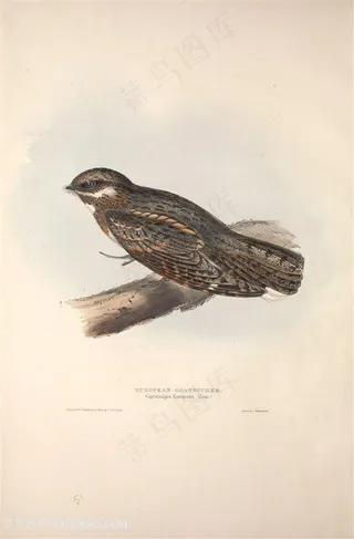 欧洲手绘鸟儿时尚插画