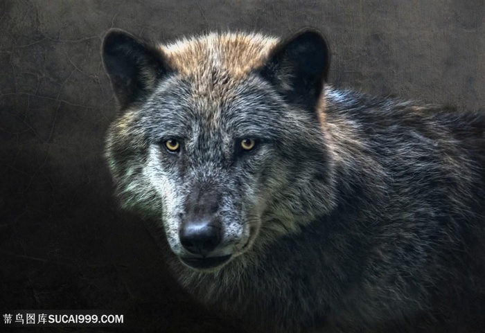 狰狞的大灰狼图片