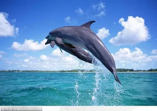 蓝天白云下跃出海面的两只海豚海洋生物