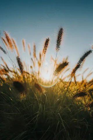 狗尾巴草逆光图片