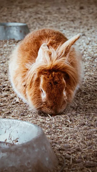 白色可爱兔子摄影素材