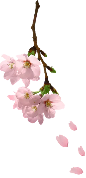 春天浪漫粉红色樱花手绘樱花梅花桃花花朵图片PNG免扣素材 春天浪漫粉红色樱花手绘樱花梅花桃花花朵图片PNG免扣素材