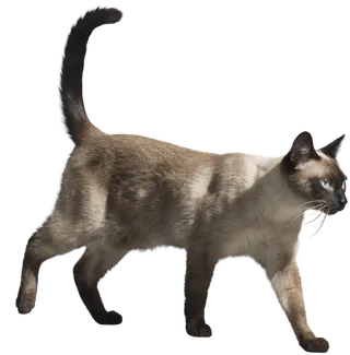 暹罗猫素材动物