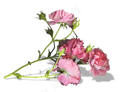 干花之一  干花之一