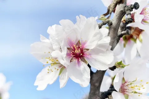 白色桃花近景摄影图片 白色桃花近景摄影图片