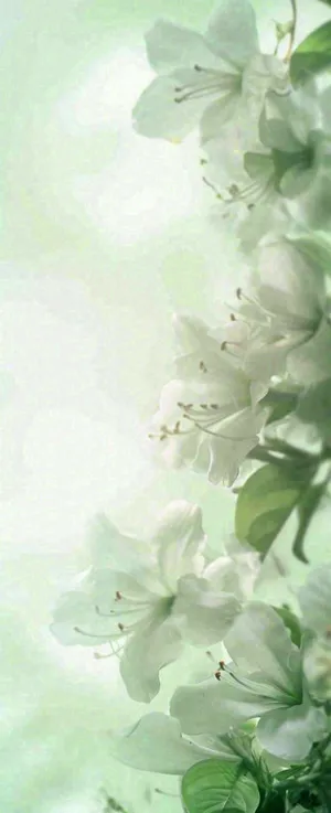 白色清新花朵朦胧唯美意境，鲜花摄影图