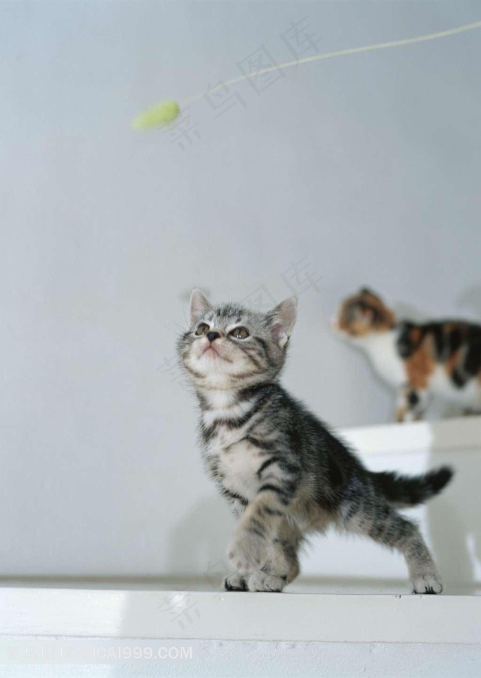 仰头小花猫摄影