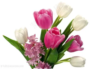 鲜艳郁金香鲜花