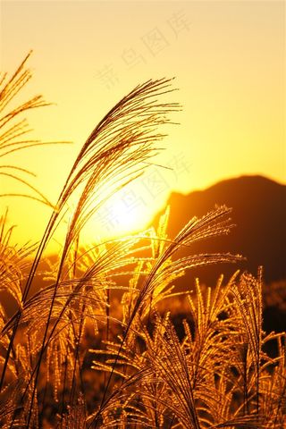 漂亮的芦苇丛高清图