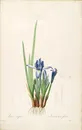 雷杜德原版高清花草蓝色花卉图谱