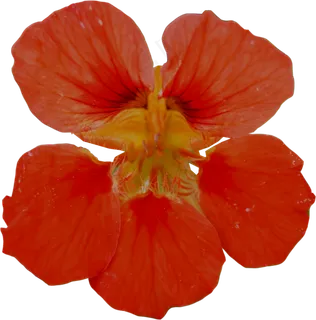 一朵红花  一朵红花