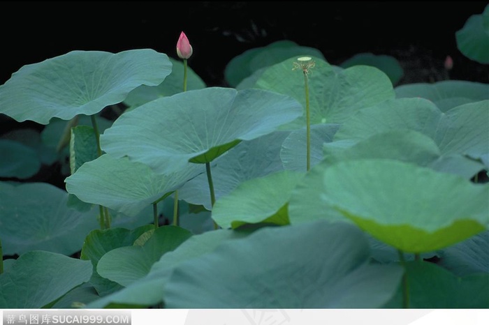 漂亮的荷高清叶图片