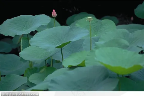 漂亮的荷高清叶图片 漂亮的荷高清叶图片