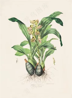 含苞待放的兰花手绘插画 含苞待放的兰花手绘插画