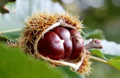 板栗树上的板栗自然 绿色 果 健 板栗树上的板栗自然 绿色 果 健