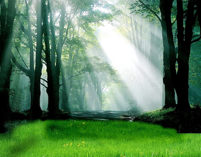 林木草原太阳背景墙