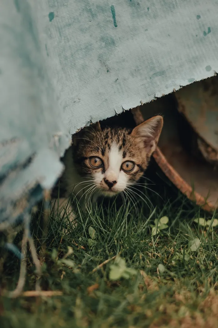 可爱猫咪猫猫摄影素材