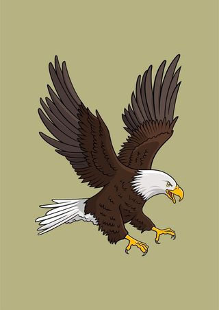 大鹰 飞翔 捕捉猎物