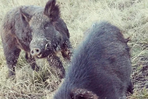 猪动物家畜畜生养猪农村牧场养殖黑猪