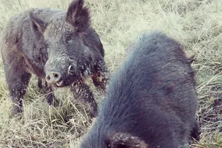 猪动物家畜畜生养猪农村牧场养殖黑猪