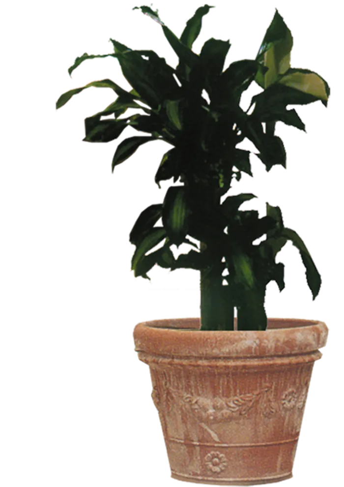 盆景透明免扣素材2