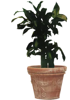 盆景透明免扣素材2