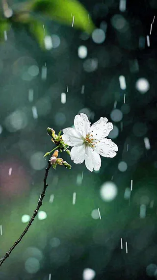春天白色花朵枝叶在雨中，新鲜绿叶鲜花，雨水谷雨摄影图