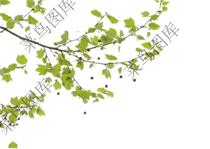 锥栗树枝图片
