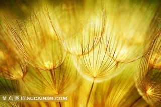 唯美蒲公英图片