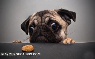 爬着的可爱小狗素材