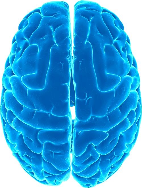 大脑 PNG免抠(500x661)