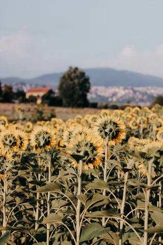 黄色向日葵摄影素材